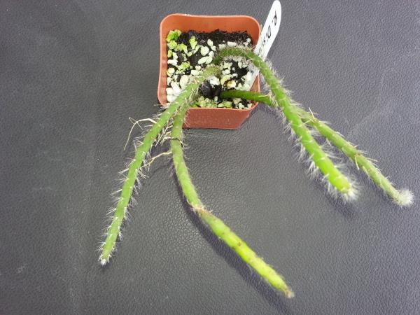 http://www.cloudjungle.com/cloudjungle/Cactaceae/Rhipsalis/rhipsalis dissimilis.jpg